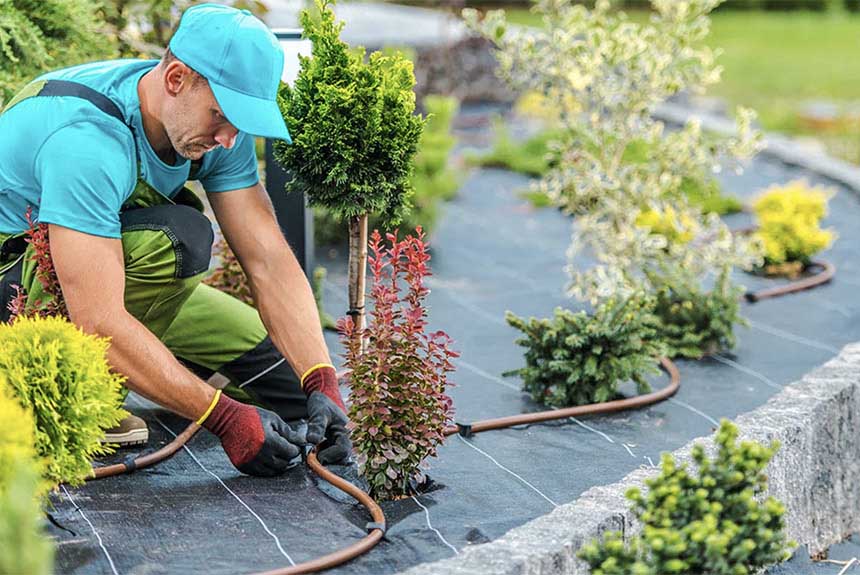 Mantenimiento jardines Madrid